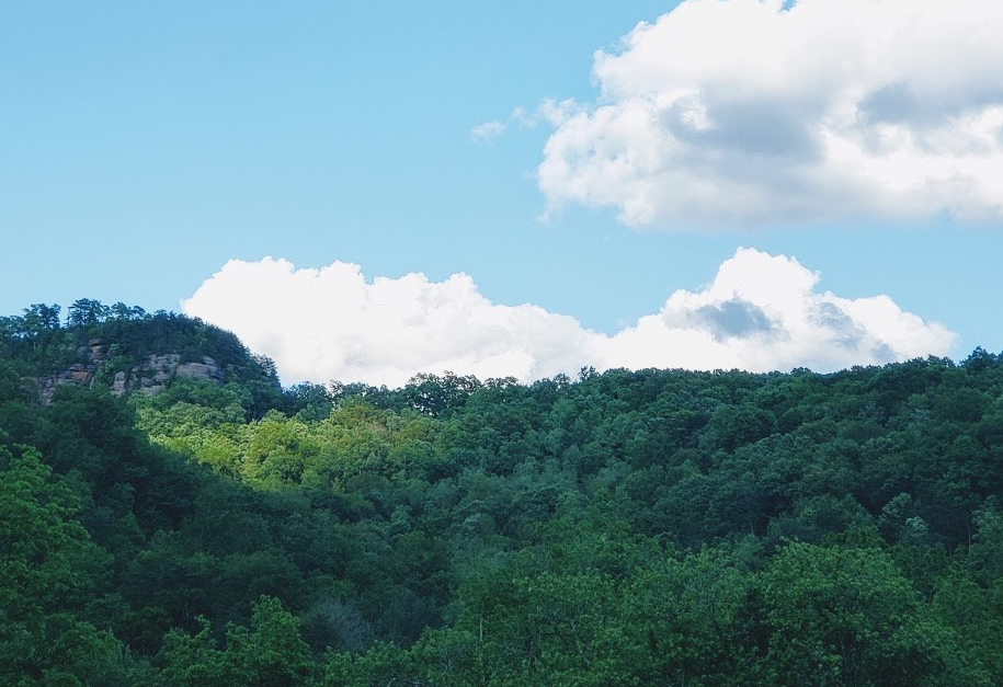 Looking For The Forest Not The&nbsp;Trees